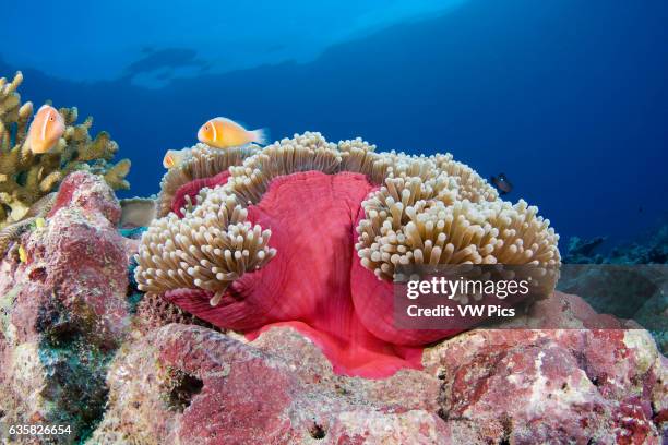 This common anemonefish, Amphiprion perideraion, is most often found associated with the anemone, Heteractis magnifica, as pictured here. Yap,...