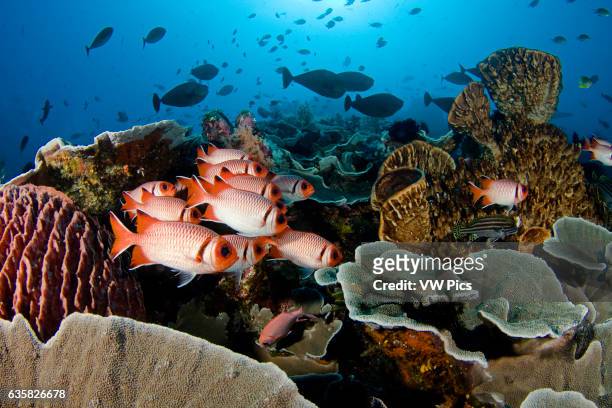 Hard coral, sponge, soldierfish and schooling reef fish dominate this reef scene, Komodo, Indonesia.