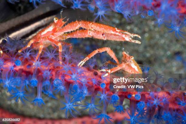 Pair of squat lobsters, Galathea sp, photographed at night on gorgonian coral, Komodo, Indonesia.