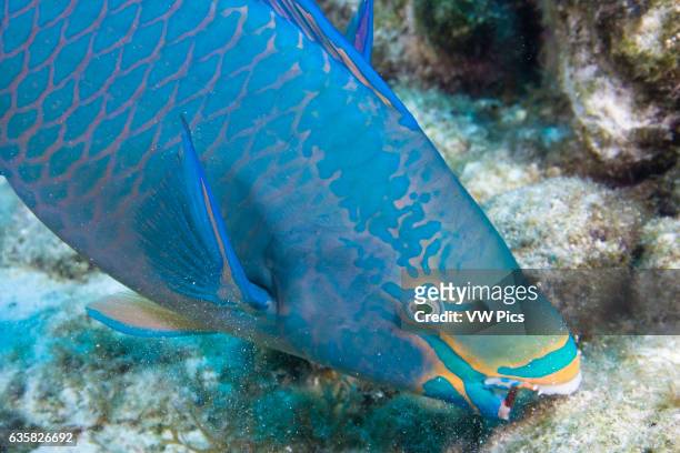 Queen parrotfish, feeding, Scarus vetula, terminal male or supermale phase, Bonaire, Netherlands Antilles, Caribbean.