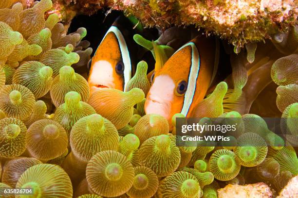 Clark's anemonefish, Amphiprion clarkii, in sea anemone, Entacmaea quadricolor, Komodo, Indonesia .