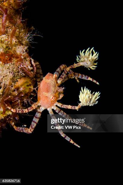 The endemic Hawaiian pom-pom crab or boxer crab, Lybia edmondsoni, is associated with anemones, Triactis sp, that it carries around holding with the...