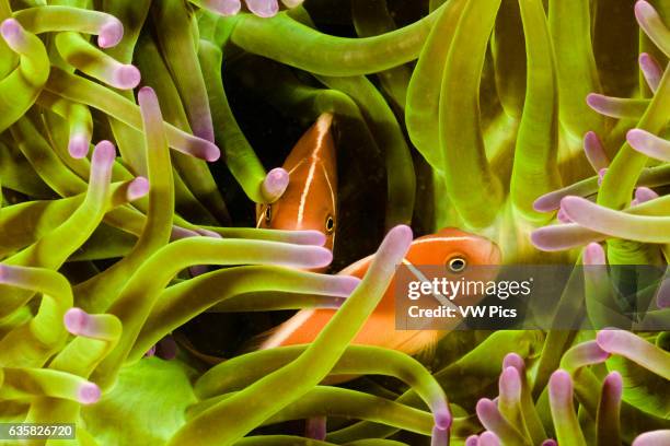 This common anemonefish, Amphiprion perideraion, is most often found associated with the anemone, Heteractis magnifica, as pictured here. Indonesia.