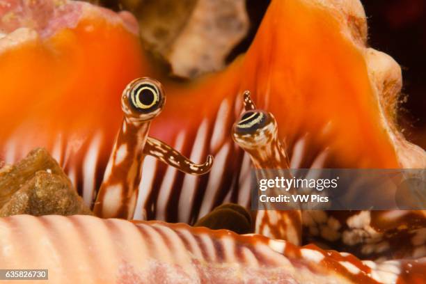 428 Scorpius Stock Photos, High-Res Pictures, and Images - Getty Images