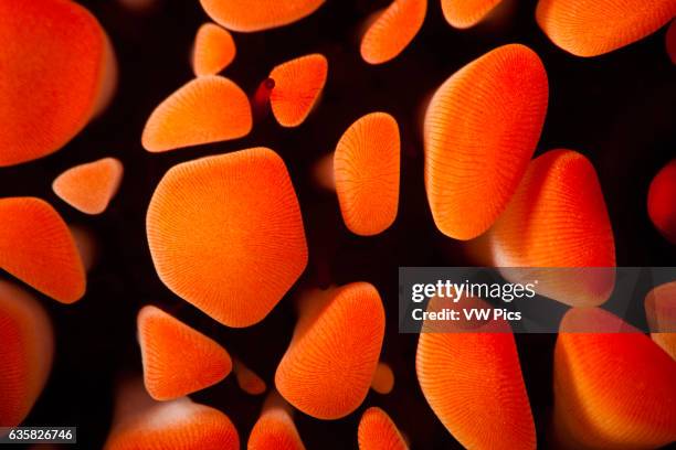 Close look between the spines of a slate pencil sea urchin, Heterocentrotus mammillatus, Hawaii.