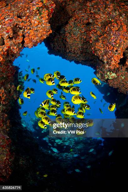 Schooling raccoon butterflyfish, Chaetodon lunula, framed in a lava formation off the island of Lanai, Hawaii.