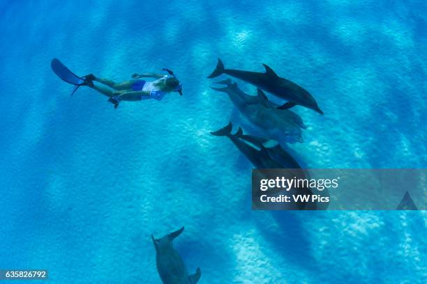 This freediver is swimming with Atlantic Bottlenose Dolphin, Tursiops truncatus, and Atlantic Spotted Dolphin, Stenella plagiodon. It is unusual for...