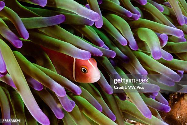 This common anemonefish, Amphiprion perideraion, is most often found associated with the anemone, Heteractis magnifica, as pictured here. Indonesia.