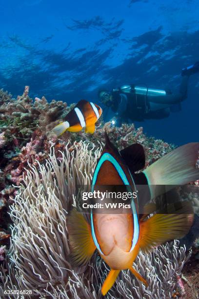 Clark's anemonefish, Amphiprion clarkii, and diver , Indonesia.