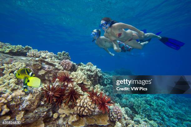 Couple free diving with butterflyfish and slate pencil sea urchins. Hawaii.