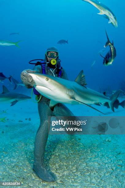 This diver in a full chain mail suit, is hand feeding Caribbean Reef Sharks, Carcharhinus perezi, off Freeport, Bahamas.