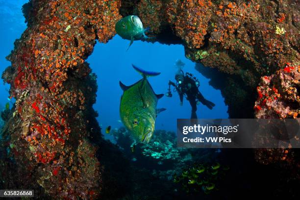 Bluefin trevally or jack, Caranx melampygus, join a diver in a lava formation off the island of Lanai, Hawaii.