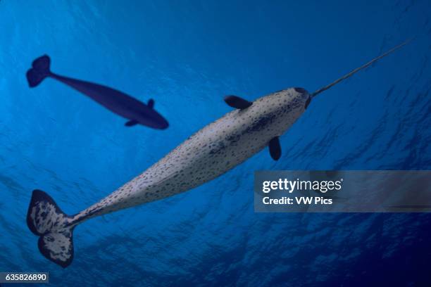 The image of the male and female narwhal Monodon monoceros have been digitally created and then added to this underwater image of the oceans surface....