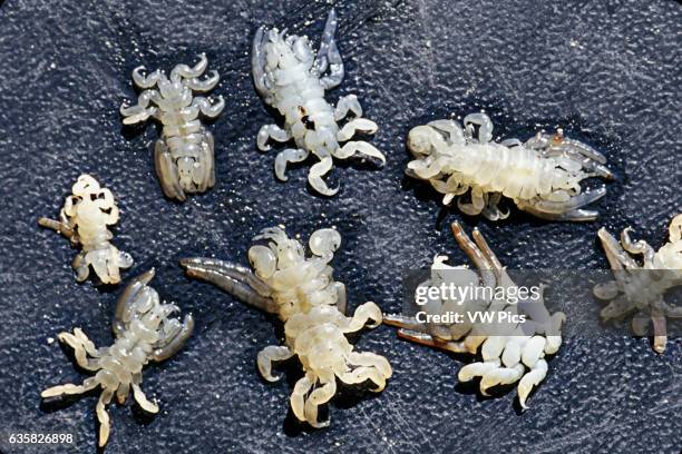 Whale lice, Cyamus scammoni, also known as cyamid amphipods, found on a gray whale, Eschrichtius robustus. San Ignacio Lagoon, Mexico.