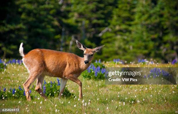 Black-tailed deer, Hurricane Ridge, Olympic National Park, Washington.