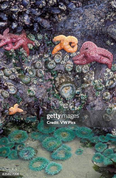 269 Tide Pools Oregon Coast Stock Photos, High-Res Pictures, and Images ...