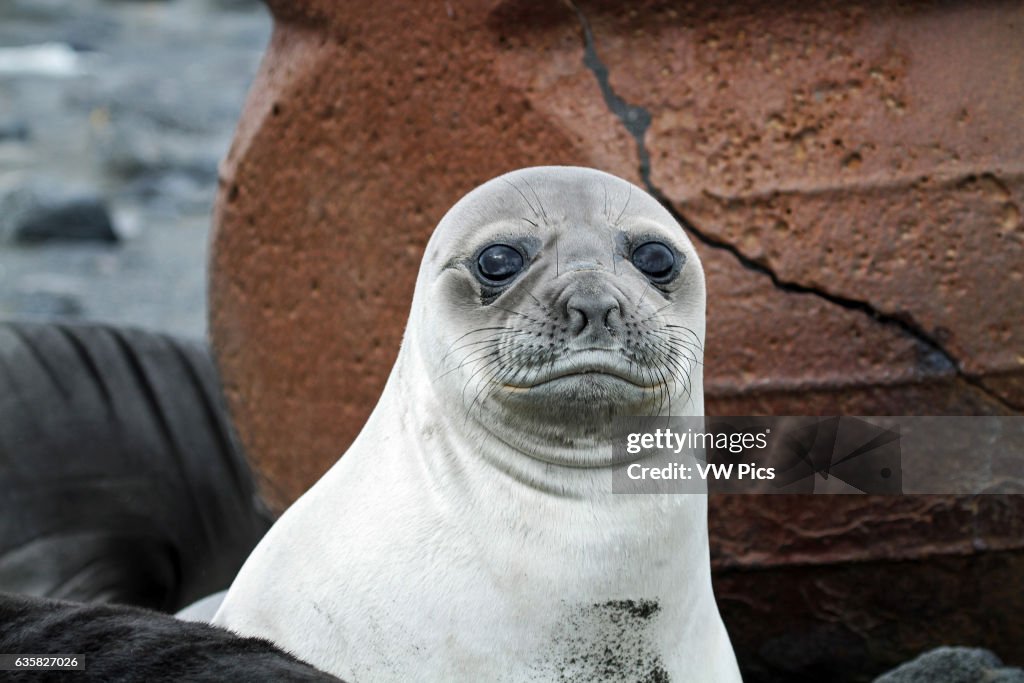 Southern Elephant Seal Pup, Heard Island