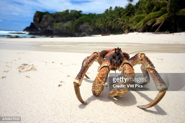 Coconut Crab wanders across Dolly Beach on Christmas Island, Indian Ocean, Australia.
