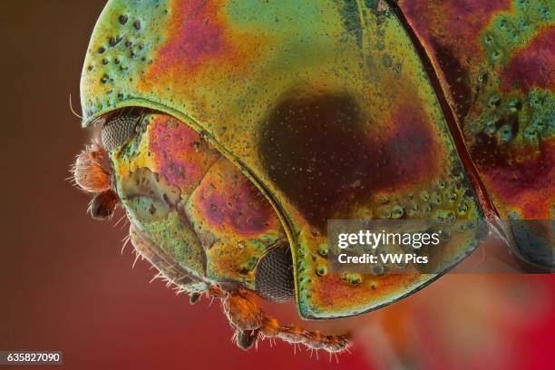 Head view of Chrysolina americana; magnification 6:1.