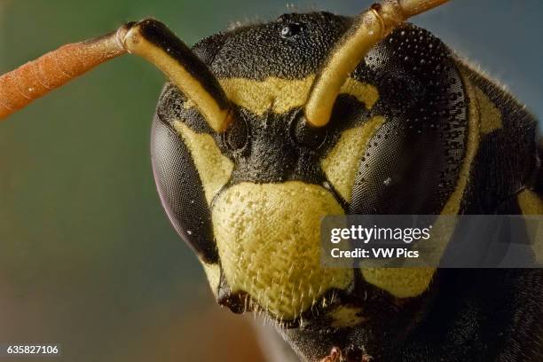 Polistes dominula or european paper wasp; considered an invaise species in USA and Canada. Take sits name from the material used for its nests.