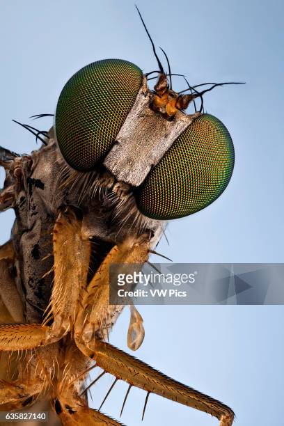 Longlegged fly; they will catch your attention with their bright green metallic eyes.