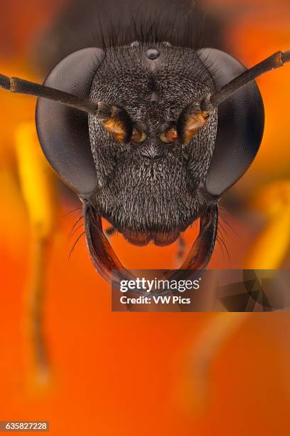 Mud dauber portrait; its name comes from the nests that are made by the females, which consist of mud molded into place by the wasp's.