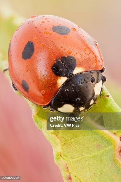 This is the most common ladybird in Europe, introduced in many countries as pests control agents as they are voracious predators of aphids.