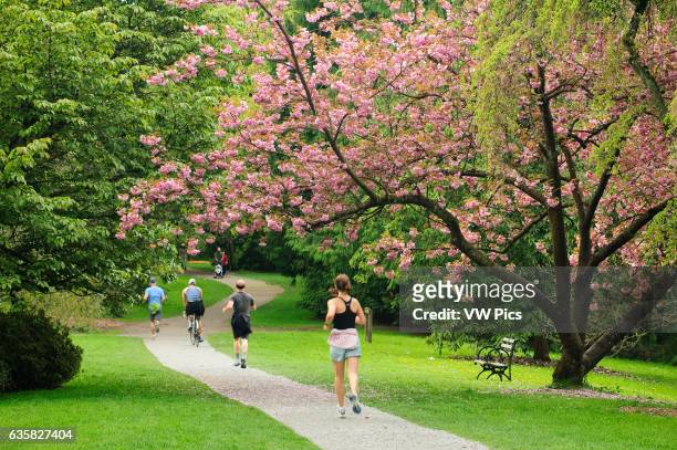 Cherry tree in bloom and people jogging, bicycling and walking on Azalea Way footpath in Washington Park Arboretum; Seattle, Washington.