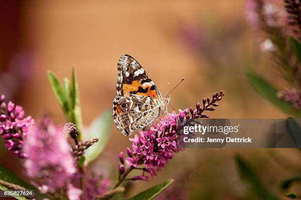 australian painted lady butterfly on blossom - polinización fotografías e imágenes de stock