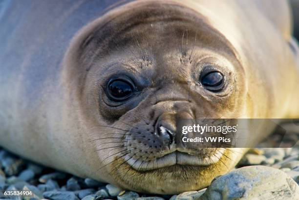 Elephant seal at Fortuna Bay, South Georgia Island, Antarctica. Pup or juvenile, head-only shot looking at camera with eyes open.