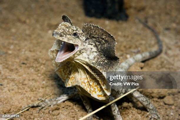 The threat display of the frilled lizard, Chlamydosaurus kingii, Australia.