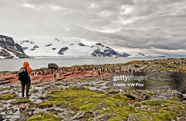 Adelie penguins and chicks at Shingle Cove, South Orkney Islands, Antarctica. View across rookery with human figure in foreground.