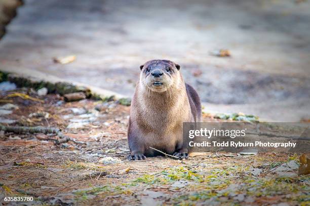 posing - カワウソ ストックフォトと画像