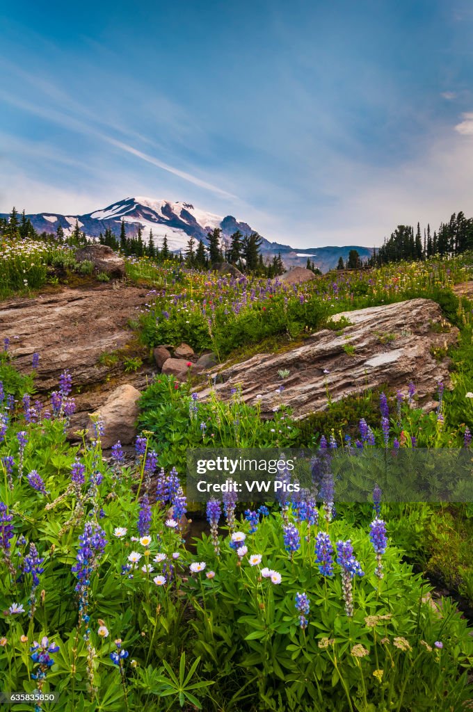 Wildflowers and Mount Adams from Hellroaring Viewpoint Trail