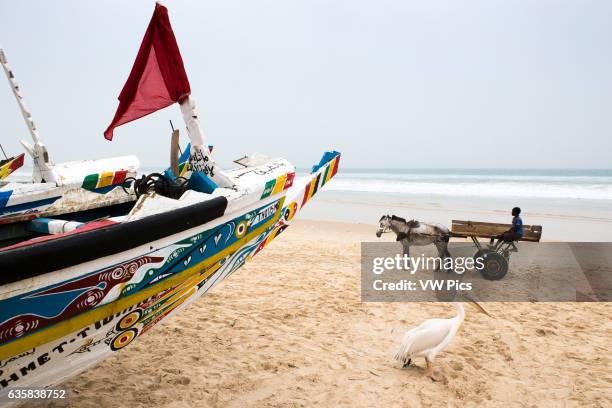 Pelican and boy on a cart pulled by a horse in the afternoon fish market in Mboro Plage beach when the canoes arrive loaded.