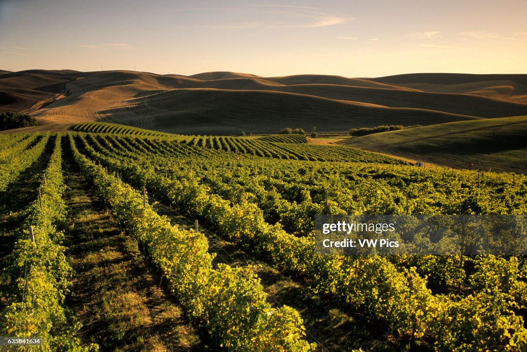 Spring Valley Vineyards, Walla Walla, Washington