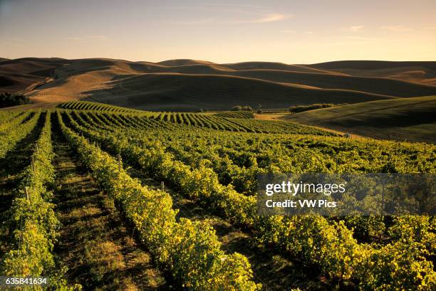 Rows of wine grapes at Spring Valley Vineyard, with rolling hills and wheat fields in the distance; Walla Walla region of eastern Washington....