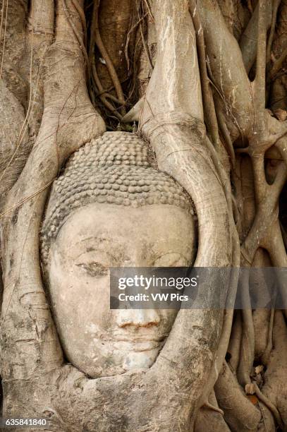 Stone Buddha head embedded in bodhi tree roots at Wat Mahathat Buddhist temple ruins, Ayutthaya, Thailand.