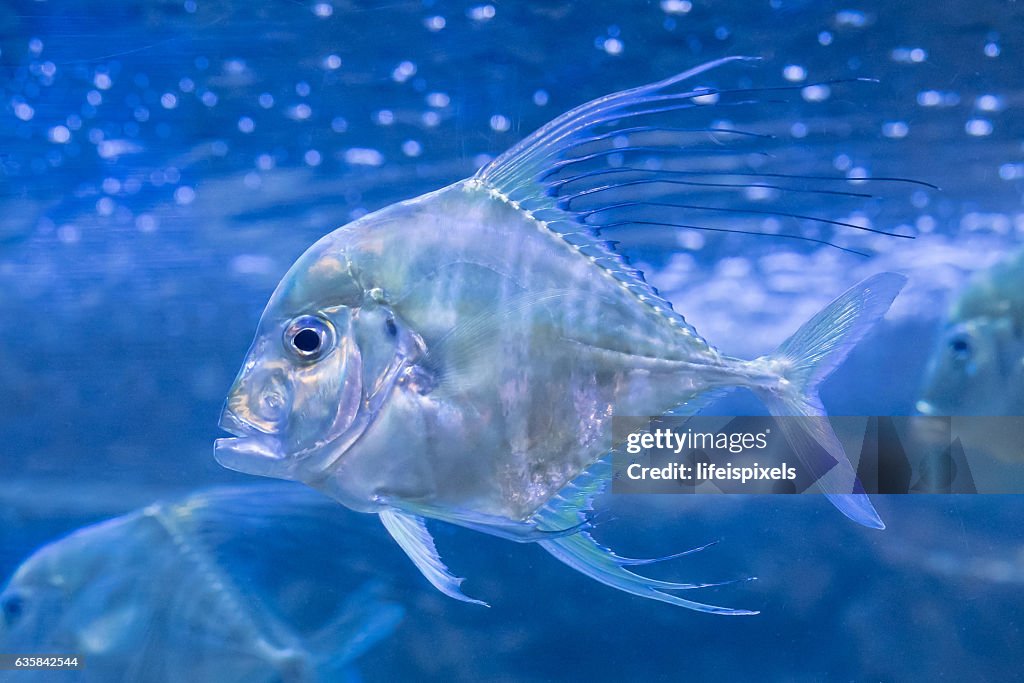 Silver Lookdown Fish