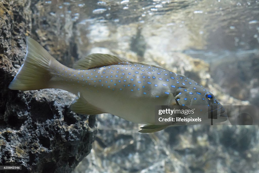 Blue Spotted Grouper