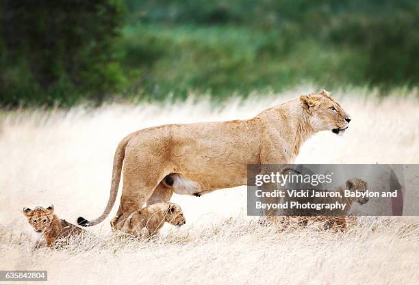 lioness with three cubs in ngorongoro crater, tanzania - remote guarding stock pictures, royalty-free photos & images