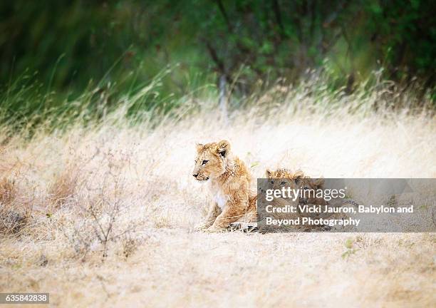 three lion cubs cuddling in ngorongoro crater, tanzania, africa - ngorongoro wildreservat stock-fotos und bilder