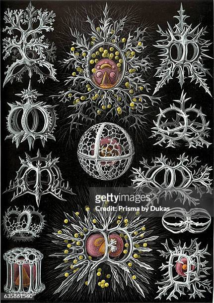 Art forms of nature - radiolarians