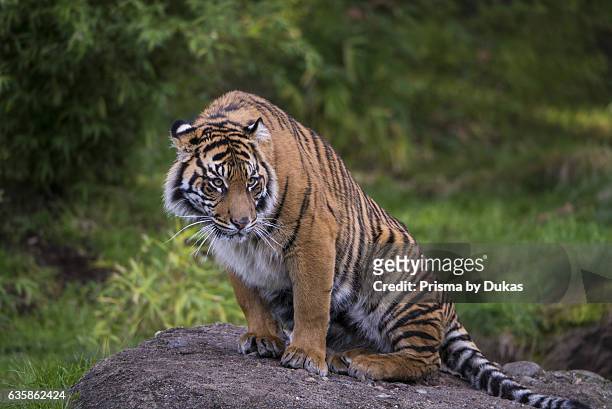 Sumatran tiger, tiger, Panthera tigris sumatrae.