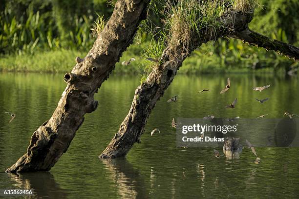 Bats on log in oxbow lake, Peru.