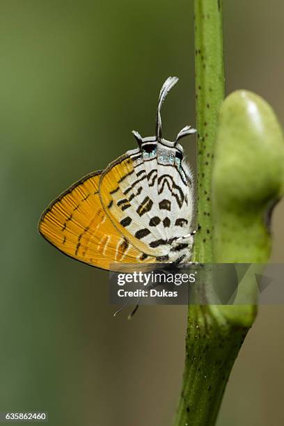 Gossamer Insects 148 Gossamer Wings Stock Photos, High-Res Pictures, and Images - Getty ...