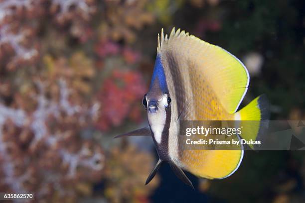 Kleins Butterflyfish, Chaetodon kleinii, Florida Islands, Solomon Islands.