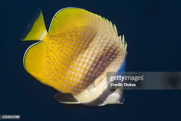 Kleins Butterflyfish, Chaetodon kleinii, Florida Islands, Solomon Islands.