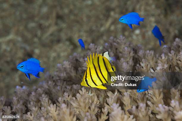 Juvenile Eightbanded Butterflyfish an Blue Devil Demoiselle, Chaetodon octofasciatus, Chrysiptera cyanea, Russell Islands, Solomon Islands.