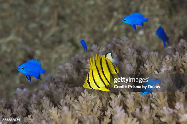 Juvenile Eightbanded Butterflyfish an Blue Devil Demoiselle, Chaetodon octofasciatus, Chrysiptera cyanea, Russell Islands, Solomon Islands.